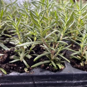 Rosemary Tuscan Blue Live Herb Plant – Plug – Outdoor & Indoor - Image 5