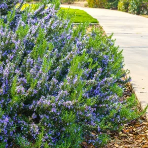 Rosemary Tuscan Blue Live Herb Plant – Plug – Outdoor & Indoor - Image 6