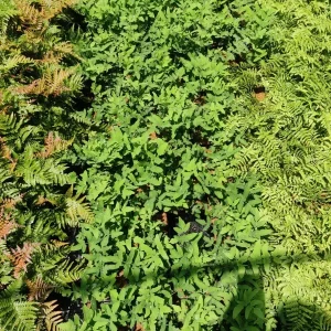 Royal Fern (Osmunda regalis) Live Plant, 5.25
