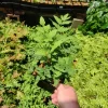 Royal Fern (Osmunda regalis) Live Plant, 5.25" Pot, Perennial Shade Fern - Image 1