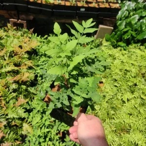 Royal Fern (Osmunda regalis) Live Plant, 5.25