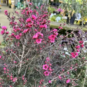 Ruby Glow New Zealand Tea Tree Live Plant – 4-6 inch Flower Plant – Outdoor Shrub - Image 2