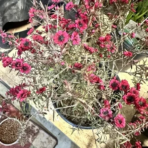 Ruby Glow New Zealand Tea Tree Live Plant – 4-6 inch Flower Plant – Outdoor Shrub - Image 3