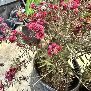 Ruby Glow New Zealand Tea Tree Live Plant – 4-6 inch Flower Plant – Outdoor Shrub - Image 4