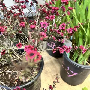 Ruby Glow New Zealand Tea Tree Live Plant – 4-6 inch Flower Plant – Outdoor Shrub - Image 5