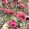 Ruby Glow New Zealand Tea Tree Live Plant – 4-6 inch Flower Plant – Outdoor Shrub - Image 1