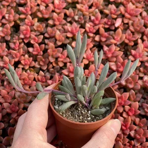 Ruby Necklace Succulent Live Plant – Othonna Capensis Houseplant – Easy Care - Image 2