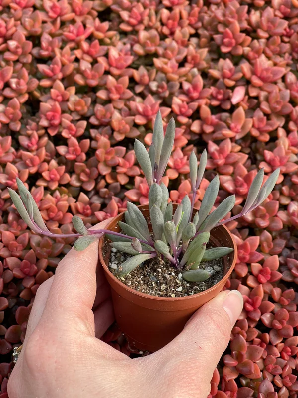 Ruby Necklace Succulent Live Plant – Othonna Capensis Houseplant – Easy Care - Image 2