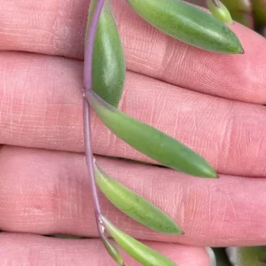 Ruby Necklace Succulent Live Plant – Othonna Capensis Houseplant – Easy Care - Image 3