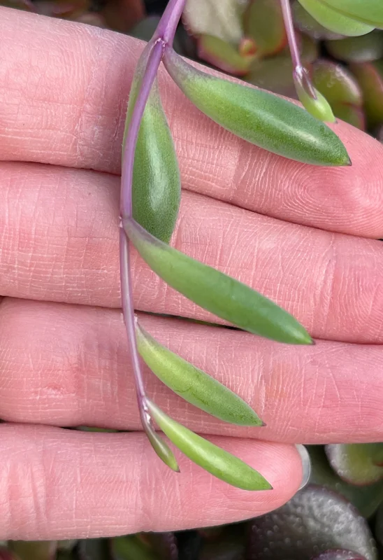 Ruby Necklace Succulent Live Plant – Othonna Capensis Houseplant – Easy Care - Image 3