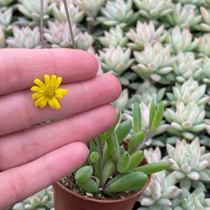 Ruby Necklace Succulent Live Plant – Othonna Capensis Houseplant – Easy Care - Image 4