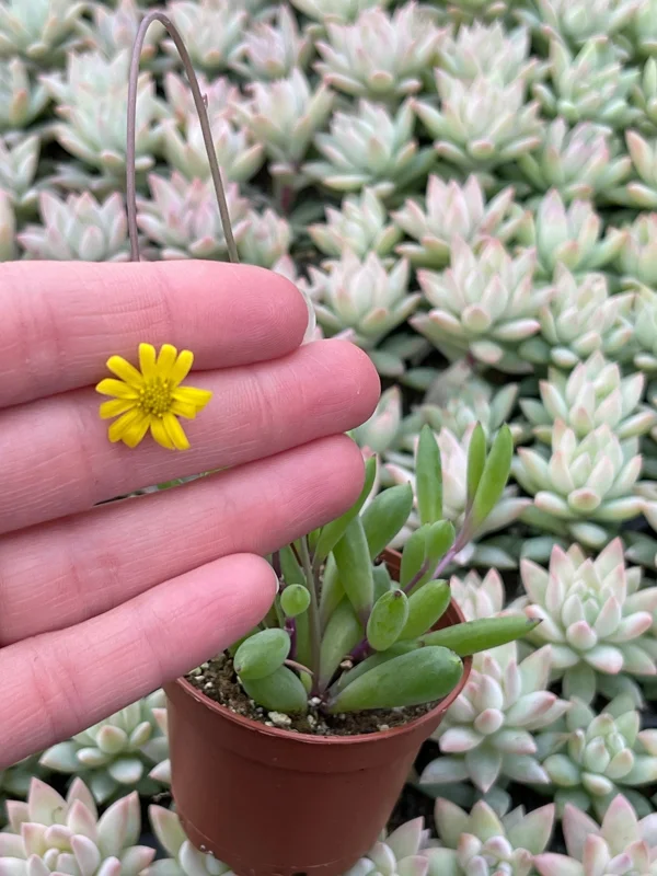 Ruby Necklace Succulent Live Plant – Othonna Capensis Houseplant – Easy Care - Image 4