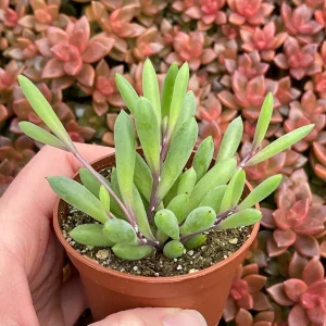 Ruby Necklace Succulent Live Plant – Othonna Capensis Houseplant – Easy Care - Image 5