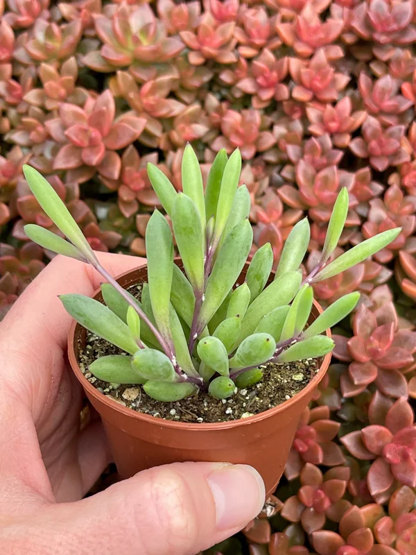 Ruby Necklace Succulent Live Plant – Othonna Capensis Houseplant – Easy Care - Image 5