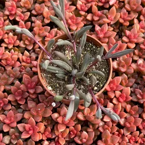 Ruby Necklace Succulent Live Plant – Othonna Capensis Houseplant – Easy Care - Image 6