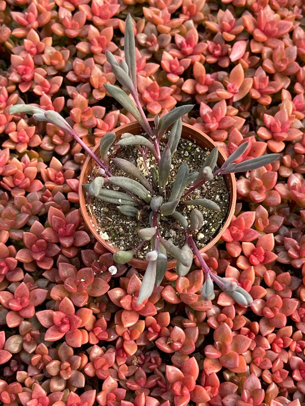 Ruby Necklace Succulent Live Plant – Othonna Capensis Houseplant – Easy Care - Image 6