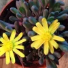 Ruby Necklace Succulent Live Plant – Othonna Capensis Houseplant – Easy Care - Image 1