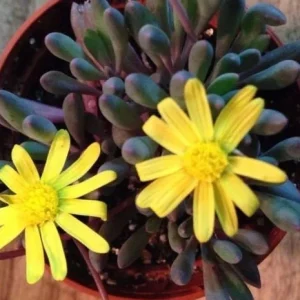 Ruby Necklace Succulent Live Plant – Othonna Capensis Houseplant – Easy Care - Image 1