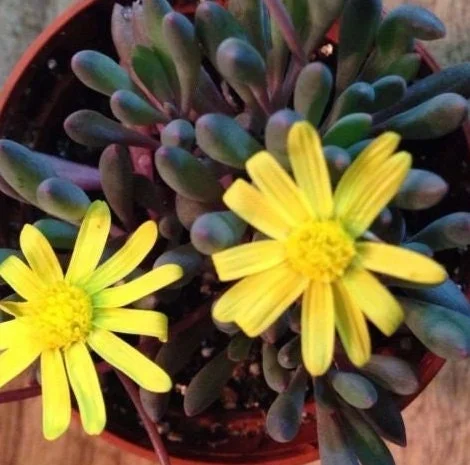 Ruby Necklace Succulent Live Plant – Othonna Capensis Houseplant – Easy Care - Image 1