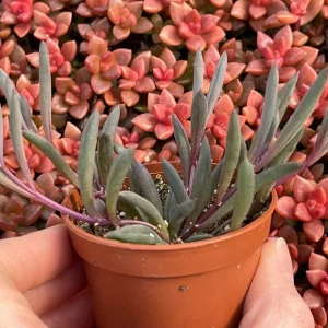 Ruby Necklace Succulent Live Plant – Othonna Capensis Houseplant – Easy Care - Image 7