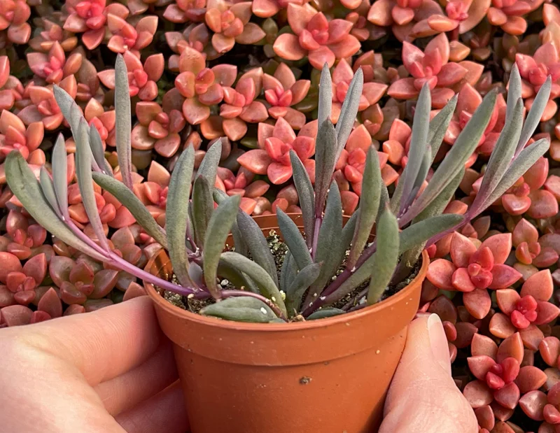 Ruby Necklace Succulent Live Plant – Othonna Capensis Houseplant – Easy Care - Image 7