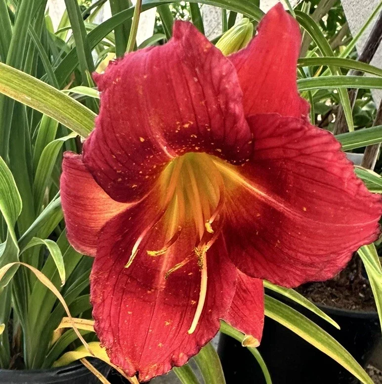 Ruby Red Stella Daylily Live Bare Root Plant - Awarded Hemerocallis - Image 2