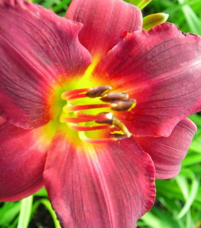 Ruby Red Stella Daylily Live Bare Root Plant - Awarded Hemerocallis - Image 3