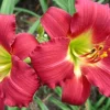 Ruby Red Stella Daylily Live Bare Root Plant - Awarded Hemerocallis - Image 1