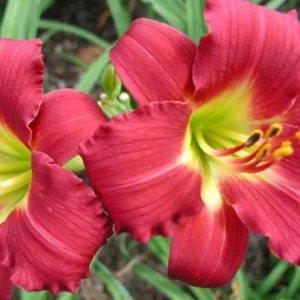 Ruby Red Stella Daylily Live Bare Root Plant - Awarded Hemerocallis - Image 1