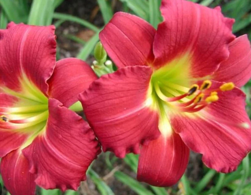 Ruby Red Stella Daylily Live Bare Root Plant - Awarded Hemerocallis - Image 1