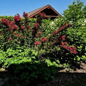 Ruby Red Weigela Live Shrub - Fragrant Blooms, 4-Inch Pot, Outdoor Plant - Image 10