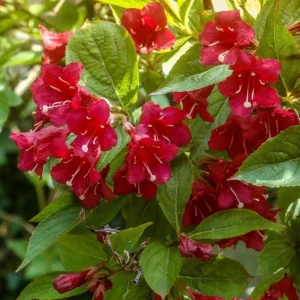 Ruby Red Weigela Live Shrub - Fragrant Blooms, 4-Inch Pot, Outdoor Plant - Image 2
