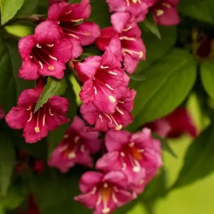 Ruby Red Weigela Live Shrub - Fragrant Blooms, 4-Inch Pot, Outdoor Plant - Image 3