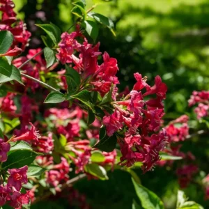 Ruby Red Weigela Live Shrub - Fragrant Blooms, 4-Inch Pot, Outdoor Plant - Image 4