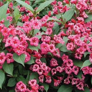 Ruby Red Weigela Live Shrub - Fragrant Blooms, 4-Inch Pot, Outdoor Plant - Image 7