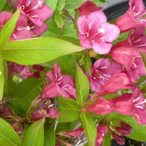 Ruby Red Weigela Live Shrub - Fragrant Blooms, 4-Inch Pot, Outdoor Plant - Image 8