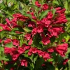 Ruby Red Weigela Live Shrub - Fragrant Blooms, 4-Inch Pot, Outdoor Plant - Image 1