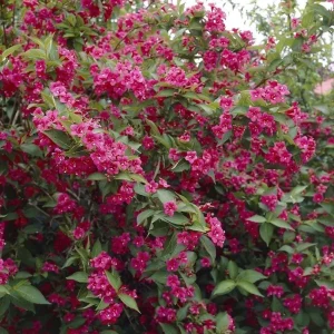 Ruby Red Weigela Live Shrub - Fragrant Blooms, 4-Inch Pot, Outdoor Plant - Image 9