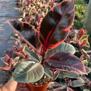 Ruby Rubber Tree Plant Ficus elastica 6" Pot Live Indoor Outdoor - Image 2