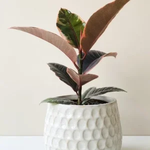 Ruby Rubber Tree Plant Ficus elastica 6