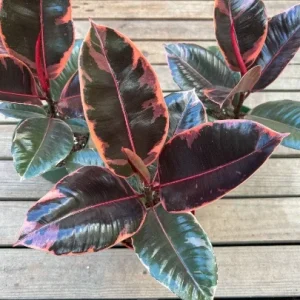 Ruby Rubber Tree Plant Ficus elastica 6