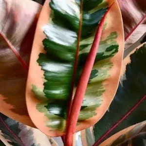 Ruby Rubber Tree Plant Ficus elastica 6