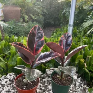 Ruby Rubber Tree Plant Ficus elastica 6