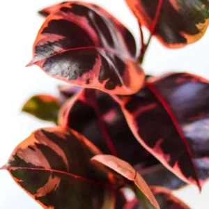 Ruby Rubber Tree Plant Ficus elastica 6