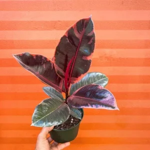 Ruby Rubber Tree Plant Ficus elastica 6" Pot Live Indoor Outdoor - Image 1