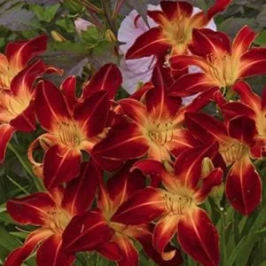 Ruby Spider Daylily Live Plant – Perennial Flower – Outdoor Garden - Image 2
