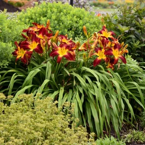 Ruby Spider Daylily Live Plant – Perennial Flower – Outdoor Garden - Image 3