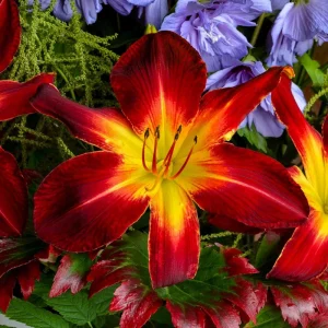 Ruby Spider Daylily Live Plant – Perennial Flower – Outdoor Garden - Image 1