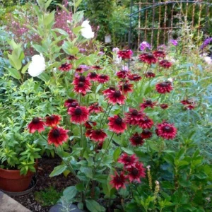 Rudbeckia Hirta Plant Plug - 1 Live Plant for Fall Garden Blooms, Outdoor - Image 10