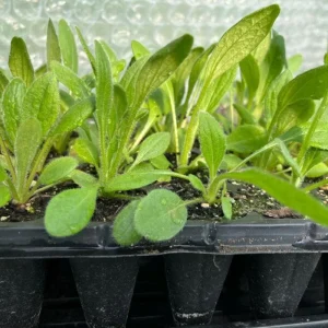 Rudbeckia Hirta Plant Plug - 1 Live Plant for Fall Garden Blooms, Outdoor - Image 2
